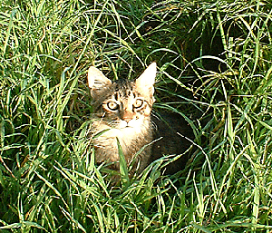Cat sitting in tall grass picture