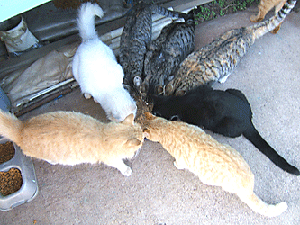 colony cats eating picture