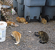 community cats eating