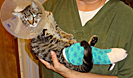 kitten after surgery with broken leg picture