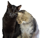 cat friends picture