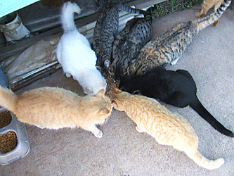 7 cats eating together picture