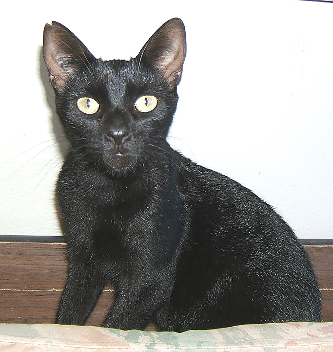 black cat