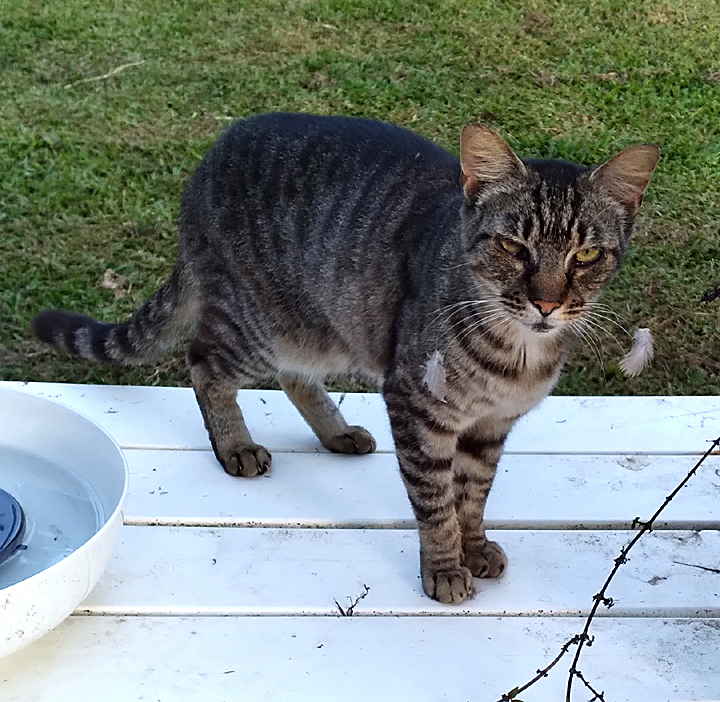 lt cat