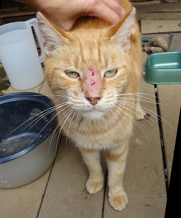 cat