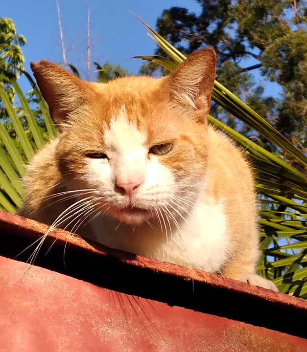 adrian cat