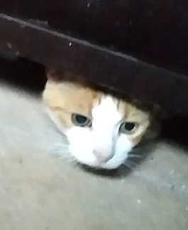 Adrian cat