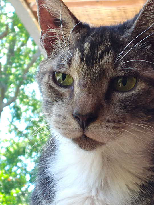 Aj cat