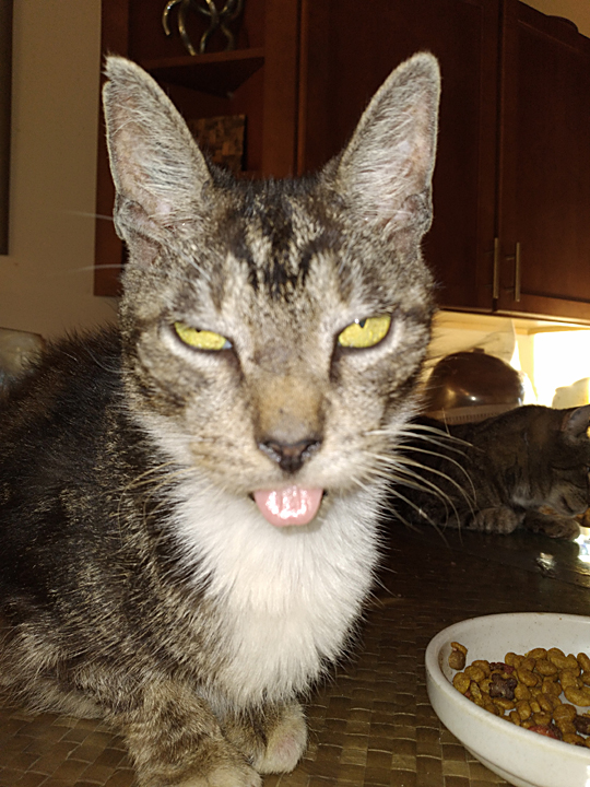 AJ cat Image