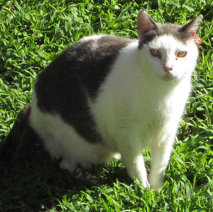 cat