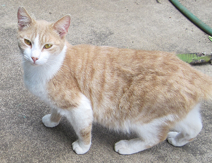 cat