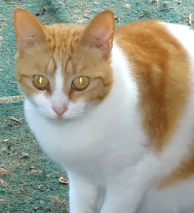 cat