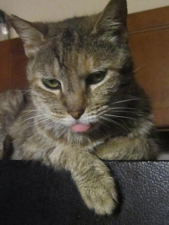 cat