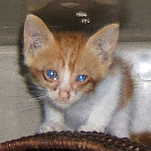 cat