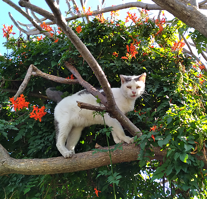 cat