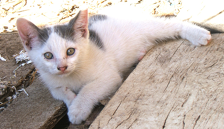 cat