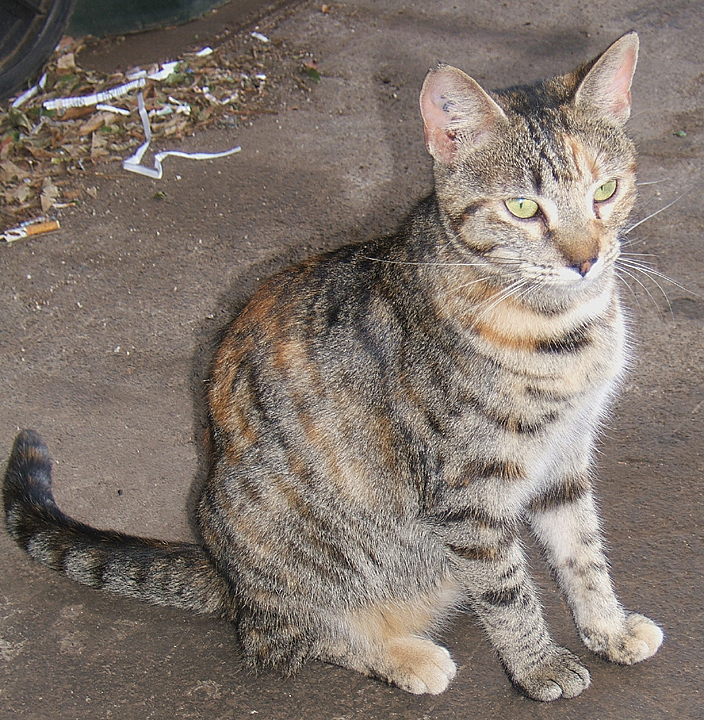cat