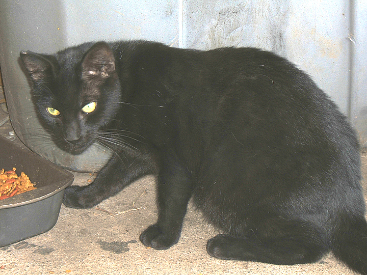 cat