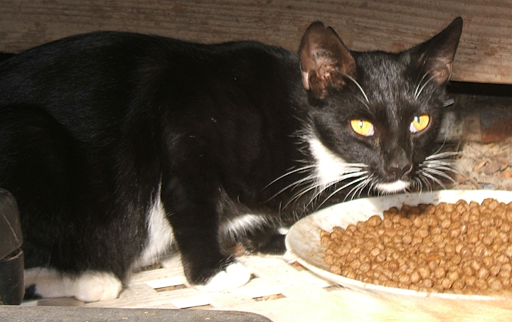 cat