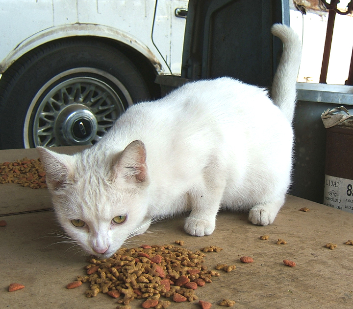 cat