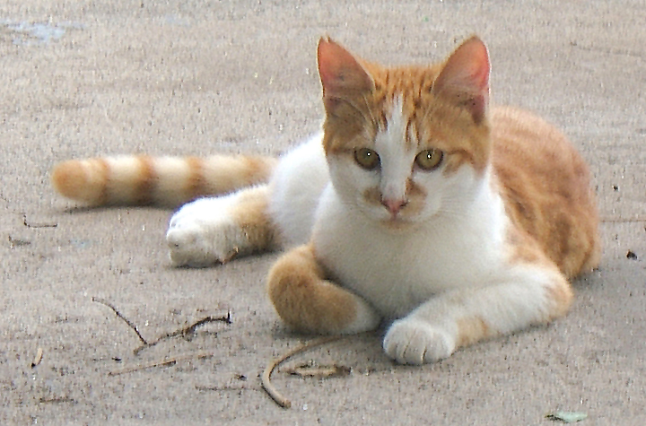 cat