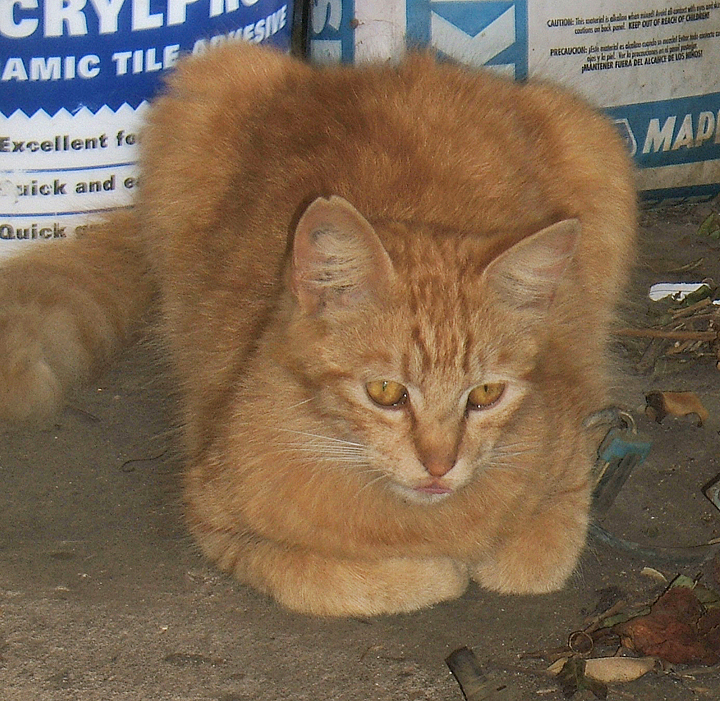 cat