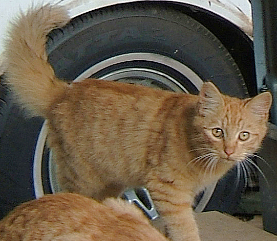 cat