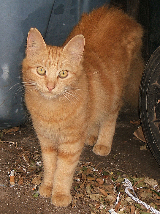 cat