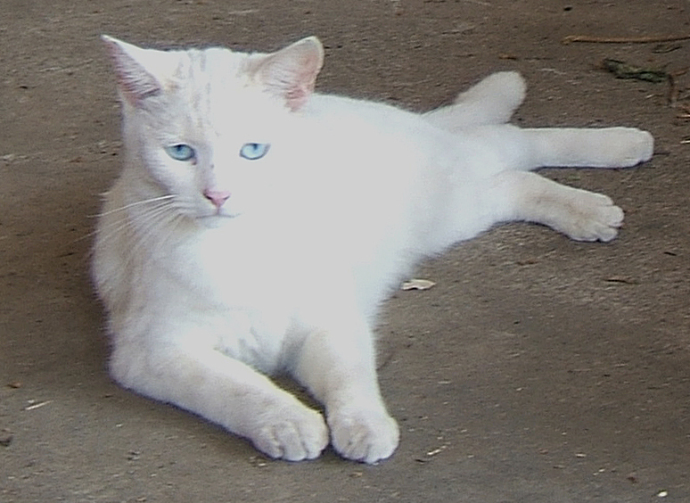cat