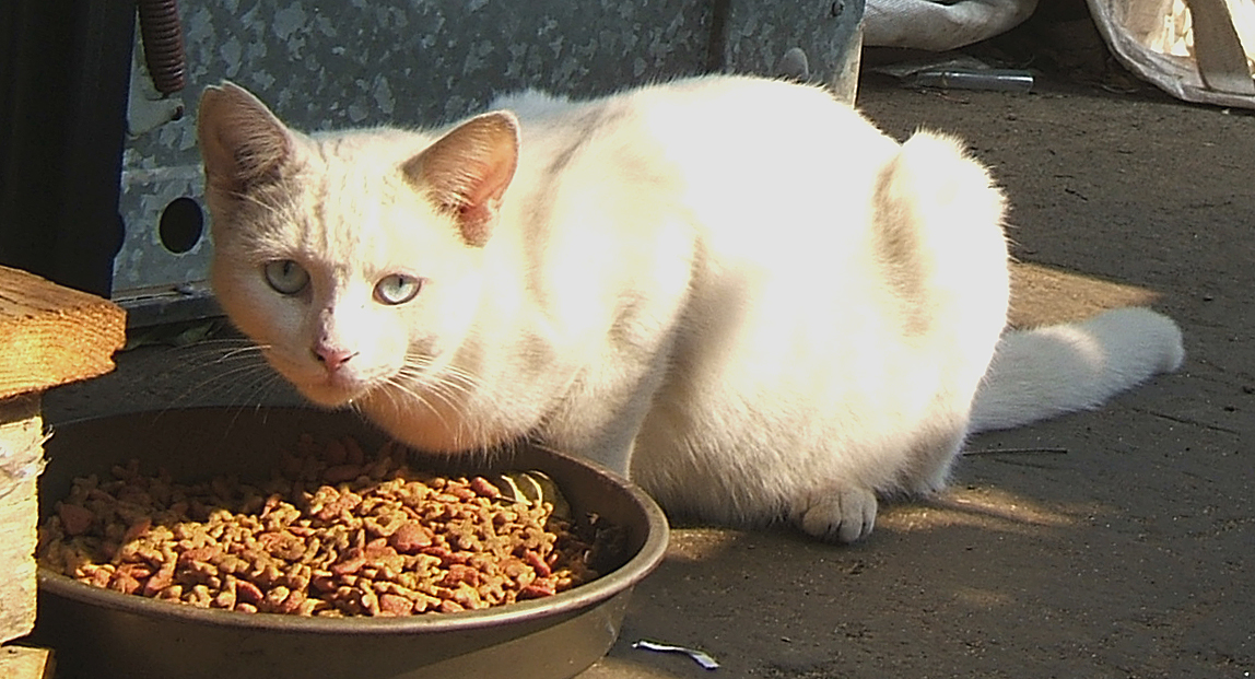 cat