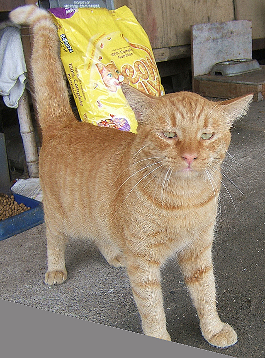 cat