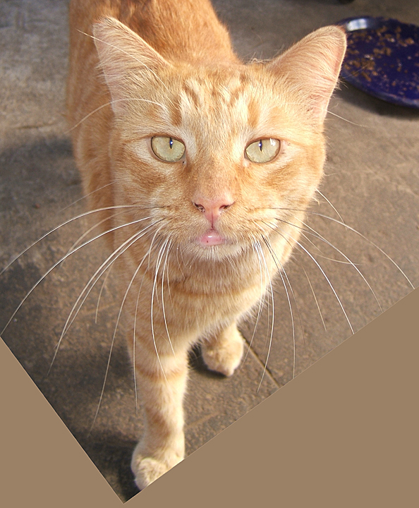 cat