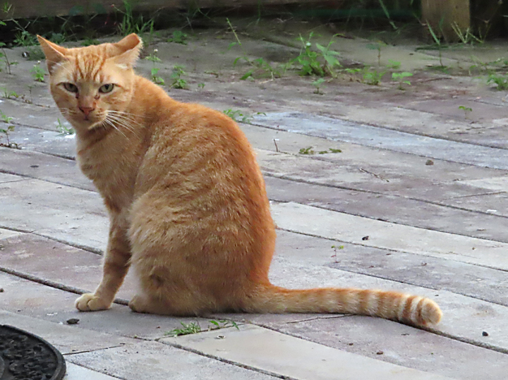 barney cat