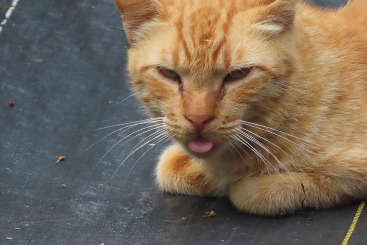 Barney cat