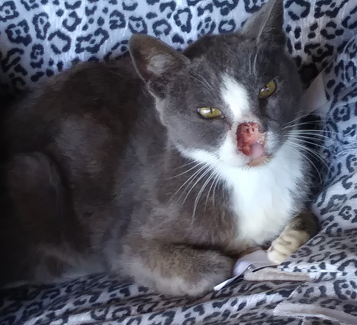 cat