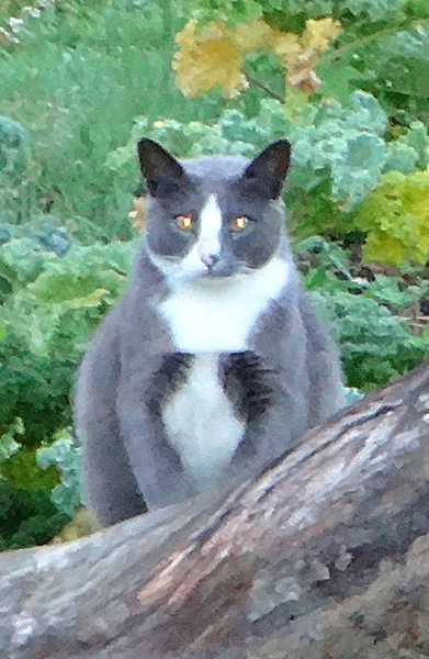 cat