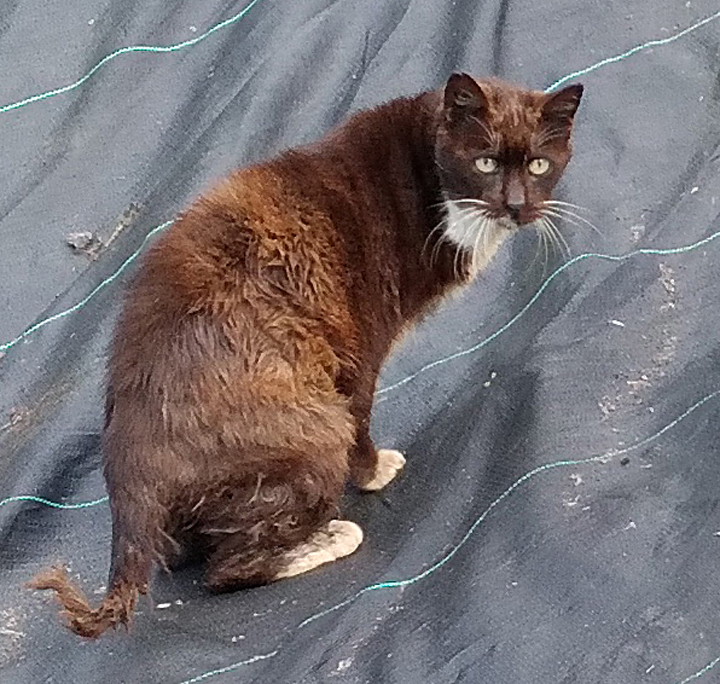 cat
