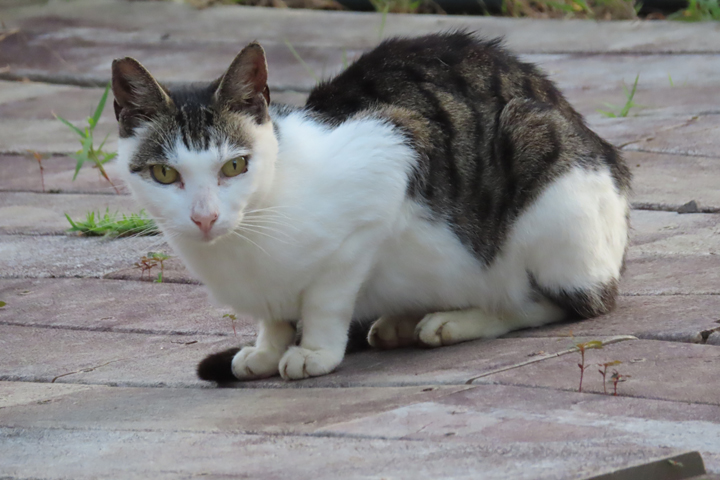 cat