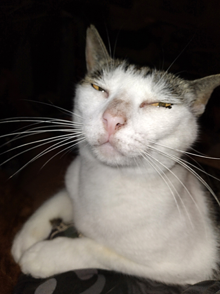 betty cat