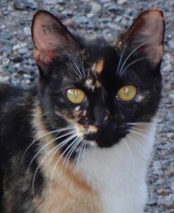 cat