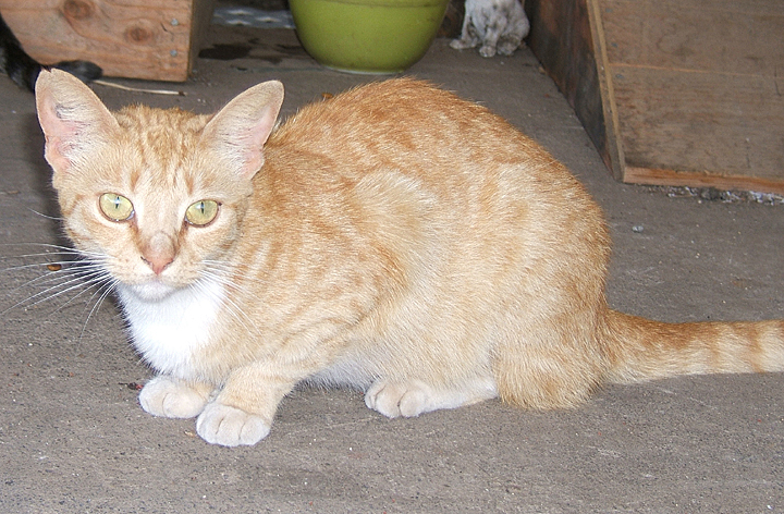 cat