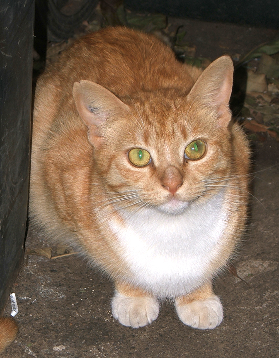 cat