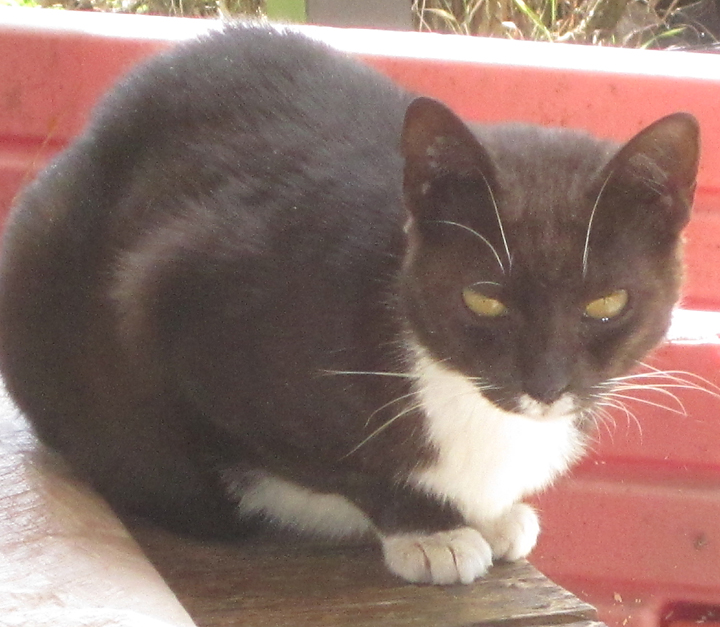cat