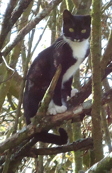 cat