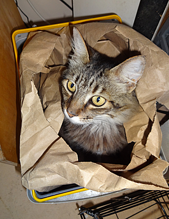 cat