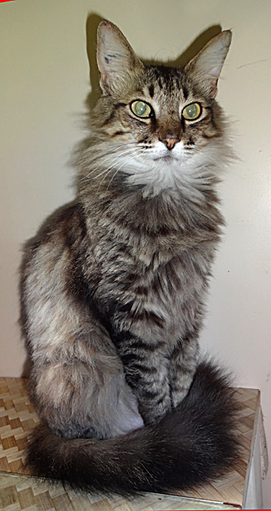 cat