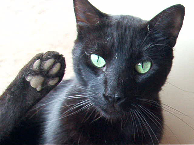 Black cat sticking his tongue out