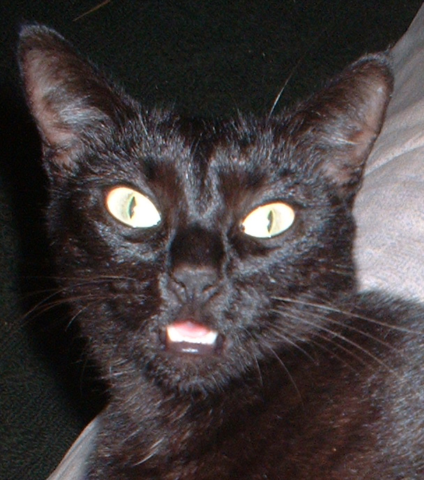 cat