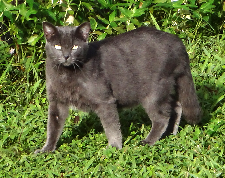 cat