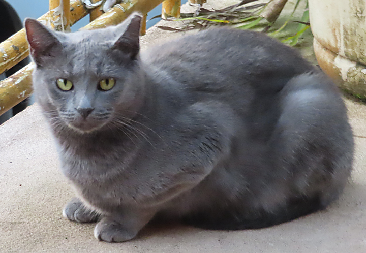 Bluebell cat